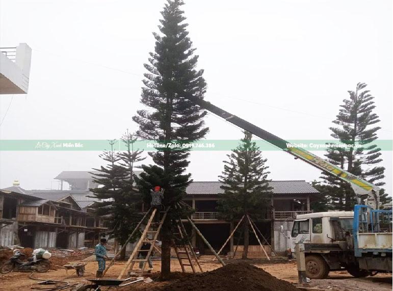 cây bách tán giá rẻ